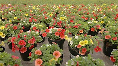 Blooming geranium closeup, geranium in pots closeup. Colorful geranium in a pot