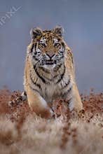 Siberian Tiger running. Beautiful, dynamic and powerful photo of this majestic animal. Set in environment typical for this amazing
