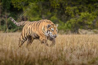 Siberian Tiger running. Beautiful, dynamic and powerful photo of this majestic animal. Set in environment typical for this amazing