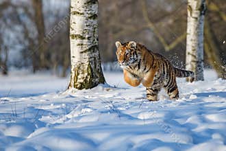 Siberian Tiger running. Beautiful, dynamic and powerful photo of this majestic animal. Set in environment typical for this amazing