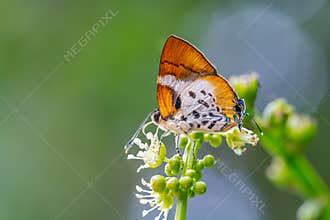Witch  or Araotes lapithis lapithis Moore, 1858, beautiful butterfly perching on white flower with green background, Pangsida