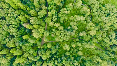 Aerial top view of summer green trees in mixed deciduous forests of Europe background