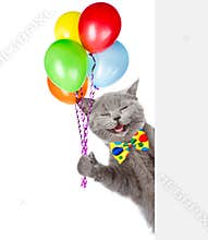 Happy Cat holding balloons and peeking from behind empty board. isolated on white background