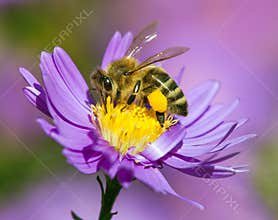 Bee or honeybee sitting on flower, Apis Mellifera