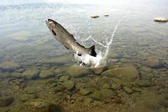 Jumping out from water trout