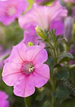 Pink petunias