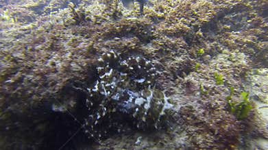 Octopus pair mating & green sea turtle. Octopus pair mate. Colourful marine life