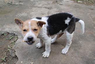 Mix colour small dog puppy eating biscuit