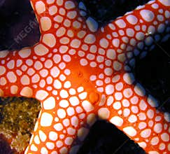 Red Sea Seastar fish