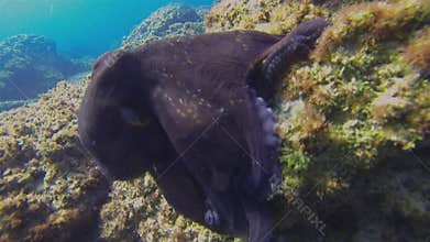 Octopus Close Up Swimming. Octopi Colourful Camouflage & Dangerous Marine Life
