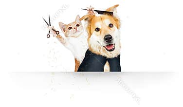Funny Cat Grooming Dog Web Banner