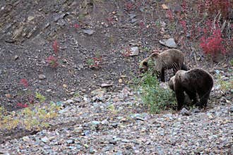 Denali Grizzlies in the fall
