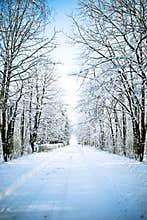 Winter alley