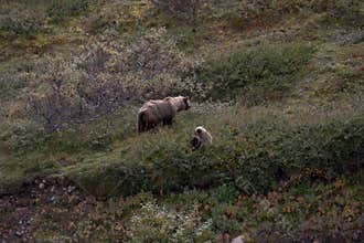 Denali Grizzly in the fall