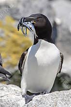 Razorbill on Machias Seal Island