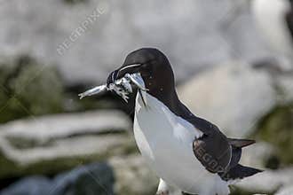 Razorbill on Machias Seal Island