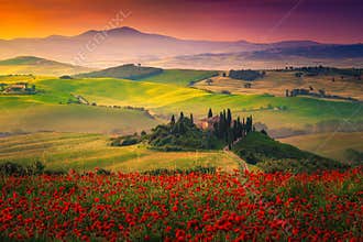 Stunning red poppies blossom on meadows in Tuscany, Pienza, Italy