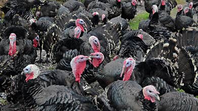 Turkeys on free range farm. Flock of turkeys searching for food on green field. Domestic male turkey, close up. Turkey Tom with co