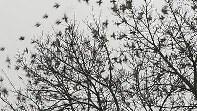 Silhouette of many birds on the trees