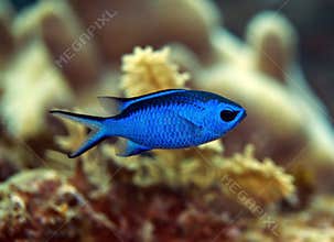 Blue Chromis fish