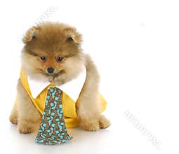 Male pomeranian puppy