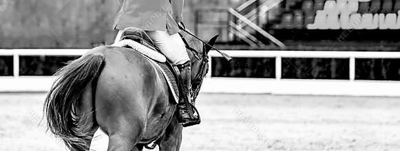 Sorrel dressage horse and rider in red uniform performing jump at show jumping competition, black and white.