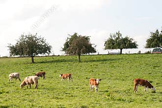 Cows and calf in meadow. summer rural scene with free animals in farm