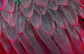 Natural abstract background. Natural red background. Macaw feathers pattern. Bright colorful feathers of a parrot. tropical bird w