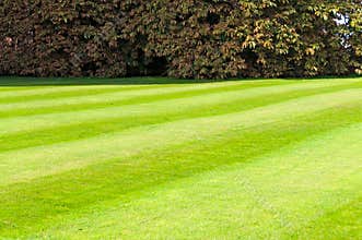 Green mowed lawn