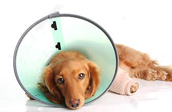 Sick dog