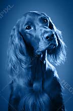 Dog portrait. Coloring page for the color of 2020.