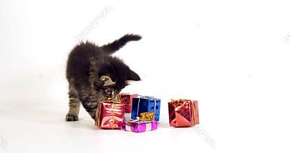 Brown Blotched Tabby Maine Coon, Domestic Cat, Kitten offered as a Gift , against White Background, Normandy in France,