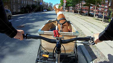 POV owner ride dog or puppy in bike basket