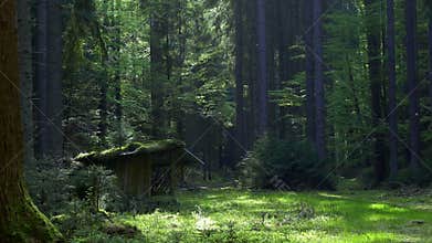 Feeder for forest animals. Idyllic road leading through forest