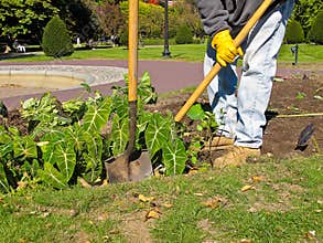 Gardener at work in Public Park