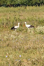White stork, Ciconia ciconia, family Ciconiidae. Animalia, Chordata, Aves, Ciconiiformes