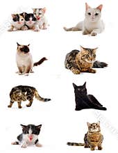Cats in studio