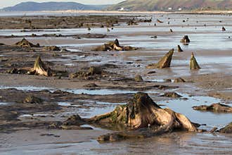 The submerged forest located on the beach in Borth