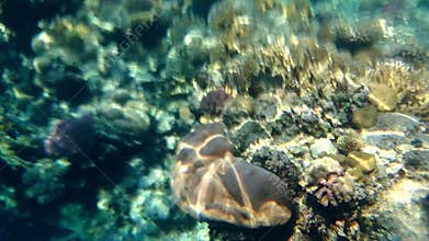 Colourful sponges and coral on an underwater reef