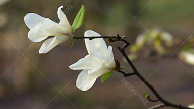 White magnolia flowers side view