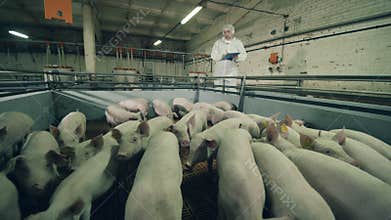 Pig-raising farm with a male worker inspecting piglets
