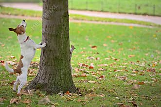 Dog chasing squirrel up tree, but it is hiding
