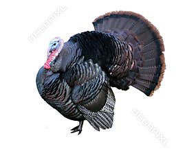 Tom turkey