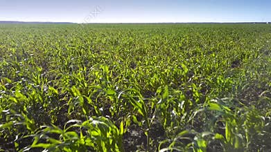 Motion above green corn boundless field under blue sky