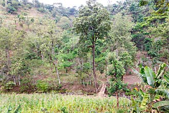 Mountain vegetation