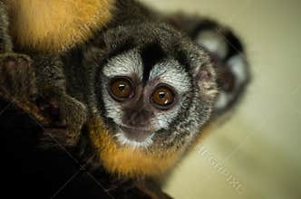 Azara`s night monkey
