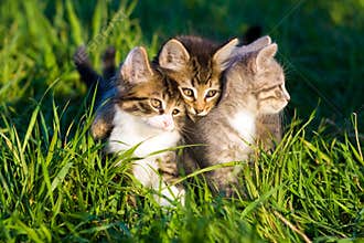 Kittens.