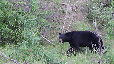 The American black bear is a medium sized bear native to North America. It is the continent`s smallest and most widely distributed