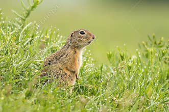 Close up of European Ground Squirrel Spermophilus citellus