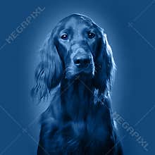 Dog portrait . Coloring page for the color of 2020.